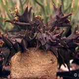 Euphorbia groenewaldii (caudex 20 ans/years! exceptional)
